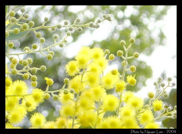 DDBL-57989-mimosa2004-2.jpg