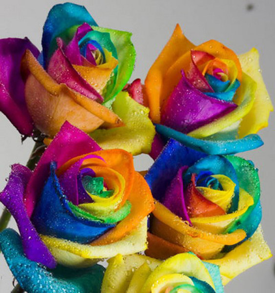 Hoa hồng độc đáo: Những bông hoa hồng độc đáo, kỳ lạ sẽ khiến bạn cảm thấy ngạc nhiên và kinh ngạc. Chúng mang lại vẻ đẹp riêng biệt, toát lên sự quý phái, tinh tế. Hãy chiêm ngưỡng những bông hoa này và tận hưởng cảm giác thú vị mà chúng đem lại nhé!