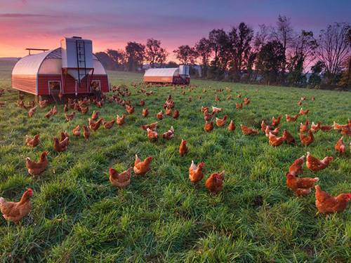 diendanbaclieu-92480-chicken-farm-essick66070600x450.jpg