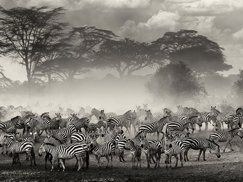 diendanbaclieu-92480-zebra-river-serengeti65530600x450.jpg