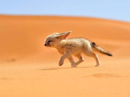 diendanbaclieu-96414-fennec-fox-morocco68263600x450.jpg