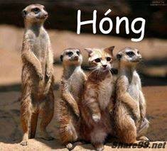 diendanbaclieu-98636-share99-net-anh-doc-dao-chen-vao-comment-facebook-143.jpg