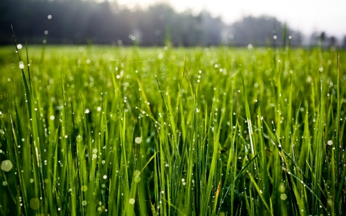50 Hình nền cỏ xanh tươi mát đẹp cho máy tính điện thoại  ALONGWALKER