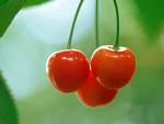 diendanbaclieu-55002-cherry.jpg