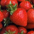 diendanbaclieu-55002-strawberry.jpg