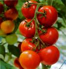 diendanbaclieu-55002-tomato.jpg