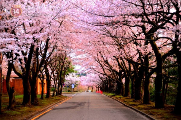 Những hình ảnh hoa anh đào Nhật Bản đẹp nhất | VFO.VN