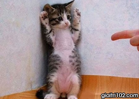 101 ảnh meme mèo hài hước dễ thương chất lượng cao tải miễn phí