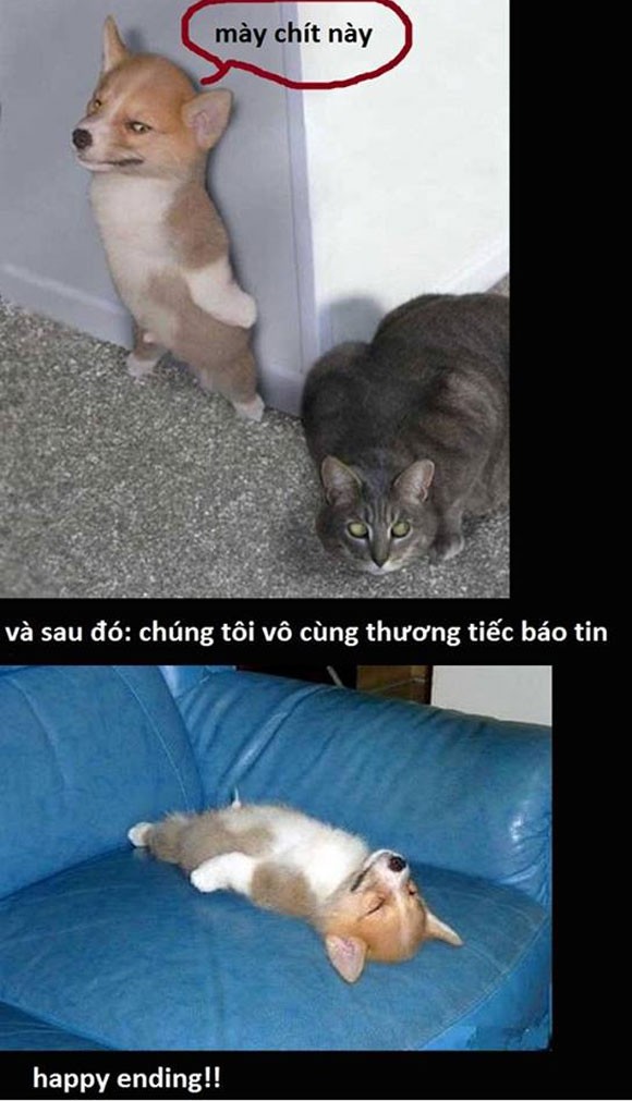 Tổng hợp với hơn 88 ảnh chế chó mèo tuyệt vời nhất - thtantai2.edu.vn
