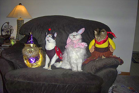 diendanbaclieu-119813-cats-on-couch.jpg