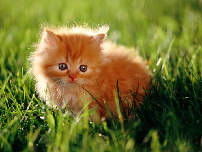 Hình Ảnh Những Chú Mèo Con Cực Kì Dễ Thương, Đáng Yêu Nhất | Vfo.Vn