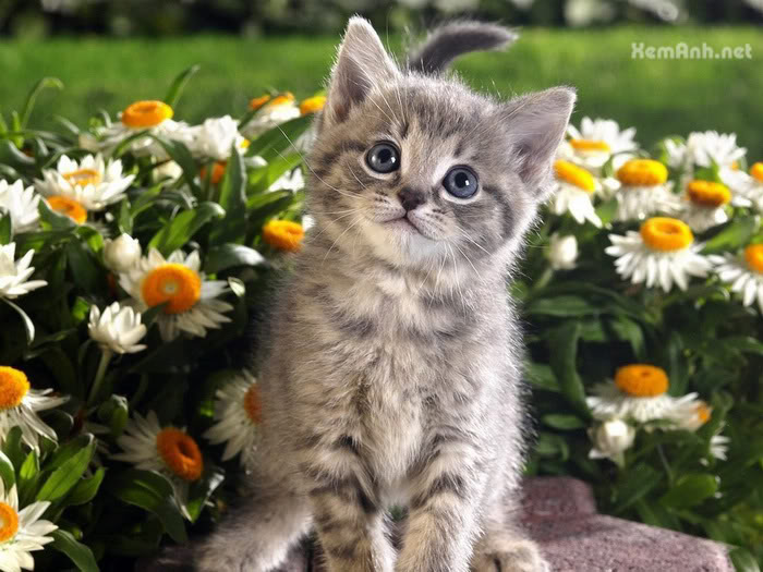 Khám phá hơn 100 hình ảnh những chú mèo đáng yêu hay nhất thtantai2eduvn