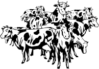 vforum.vn-141203-herd-of-cows.gif