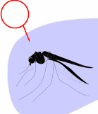 vforum.vn-141203-insect-14.gif