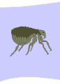 vforum.vn-141203-insect-15.gif