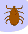 vforum.vn-141203-insect-16.gif