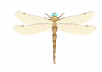 vforum.vn-141203-insect-22.gif