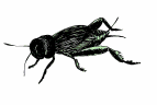 vforum.vn-141203-insect-4.gif