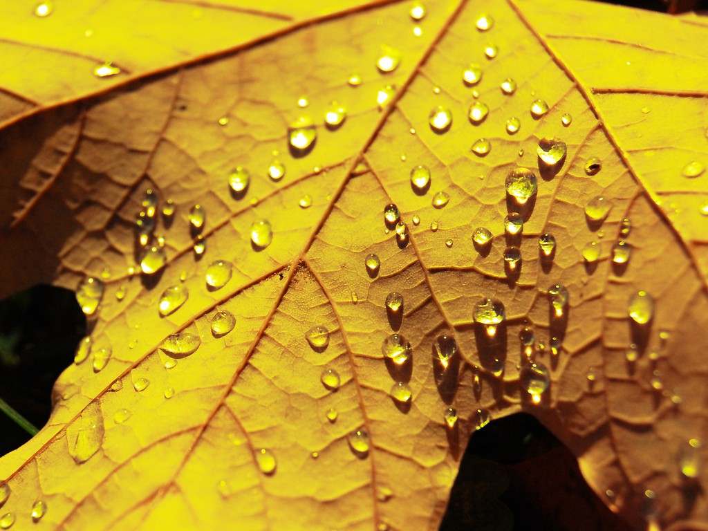 ✓ Top 50 hình ảnh chiếc lá đẹp nhất làm background | Tip.edu.vn