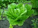 vforum.vn-209233-lettuce.jpeg