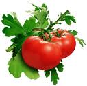 vforum.vn-209233-tomato.jpeg