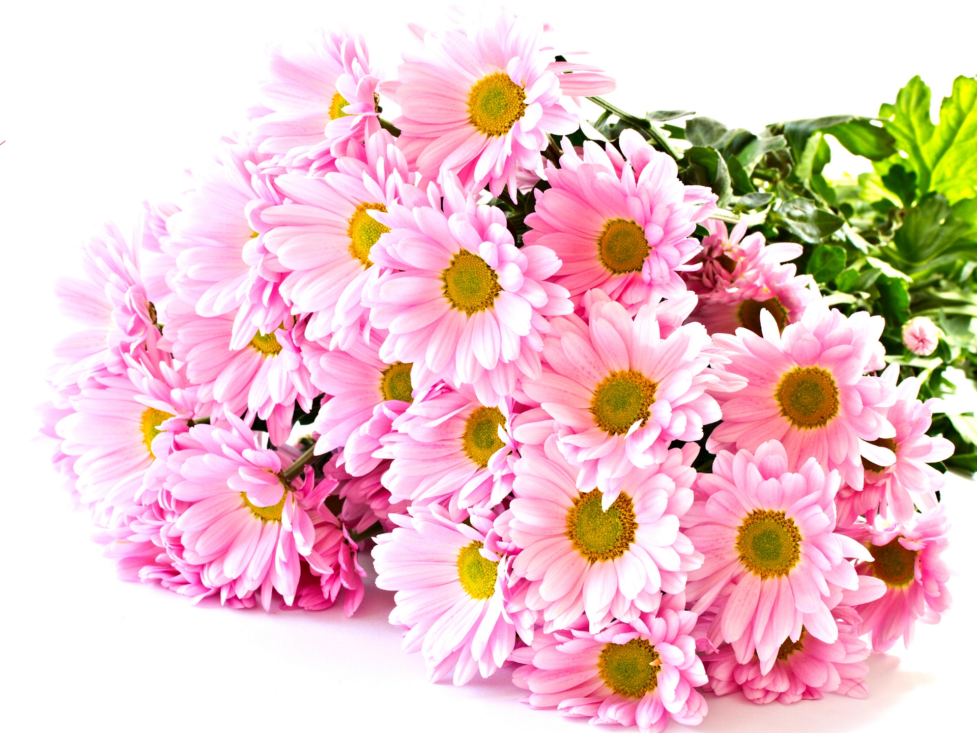 Download hình nền hoa đẹp Full HD mừng ngày phụ nữ 20/10 đẹp nhất ...